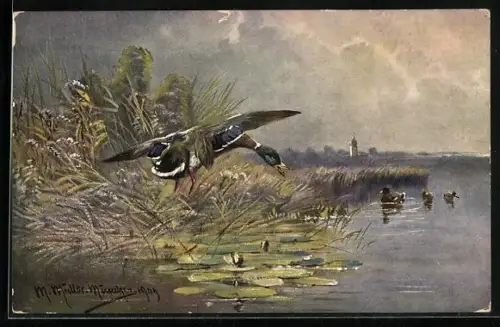 Künstler-AK M. Müller jun.: Ente beim Anflug auf das Wasser