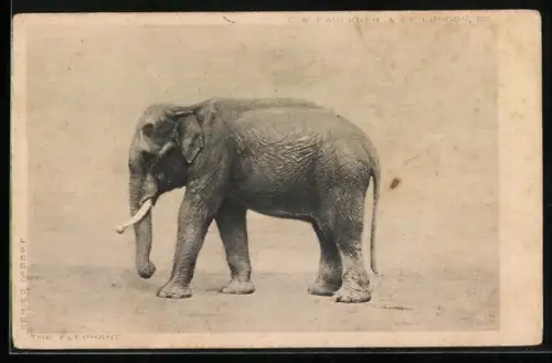 AK Profilansicht eines Elefanten