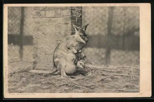 AK Känguruh-Mutter mit Jungem im Beutel