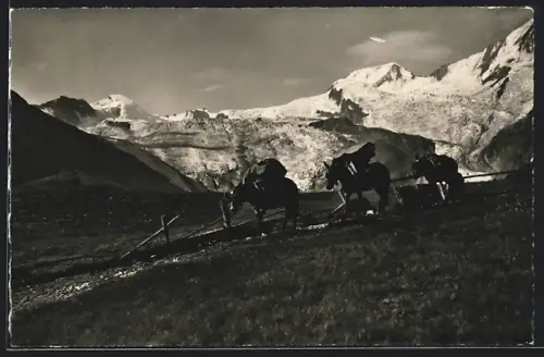 AK Saas-Fée, Maultierpost vor Allalinhorn, Alphubel und Feegletscher