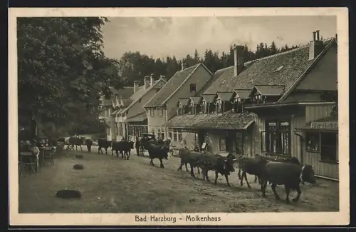 AK Bad Harzburg, Kühe am Molkenhaus