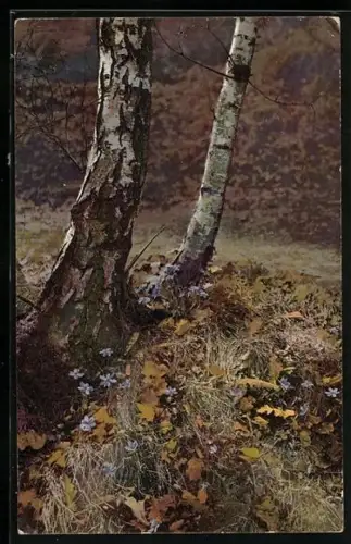Künstler-AK Photochromie Nr. 618: Birke und gelbe Blätter