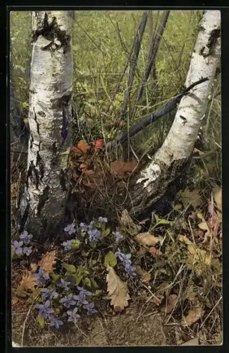 AK Photochromie Serie T. 628: Viloa hirta, Veilchen