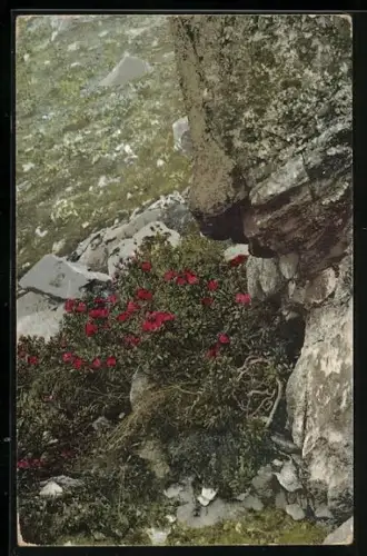 AK Photochromie 501: Rhododendron ferrugineum