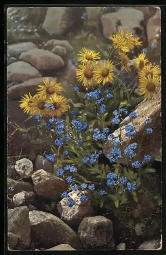 Künstler-AK Photochromie Nr. 526: Aronicum glaciale, Myosotis alpestris