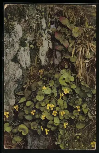 Künstler-AK Photochromie Nr. 773: Viola biflora