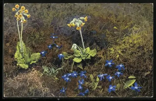 AK Photochromie NR 779: Primula officinalis