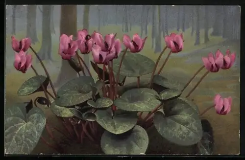 Künstler-AK Photochromie Nr.487: Blühende Alpenveilchen