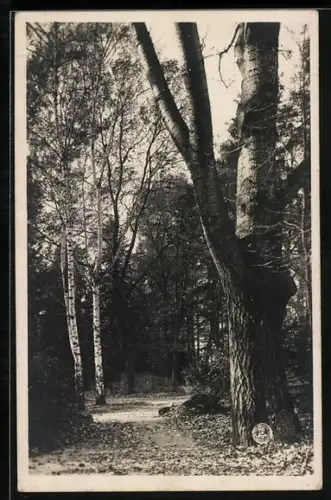 AK Jaromer, Partie z mestských sadu