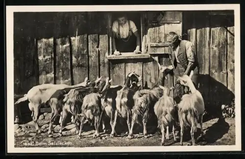 AK Ziegen beim Salzlecken