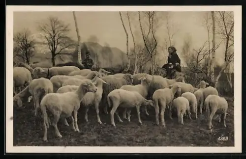 AK Schafherde mit jungen Hirten