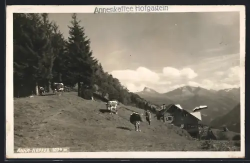 AK Hofgastein, Anna-Kaffee mit Umgebung, Kühe