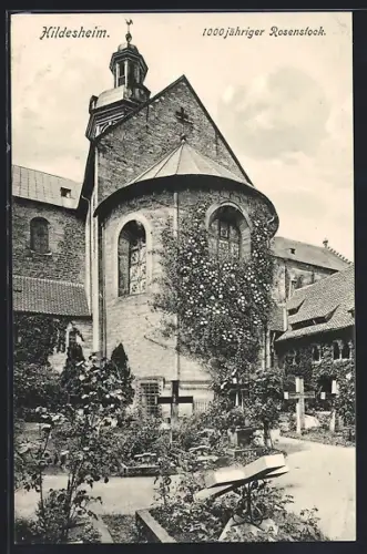 AK Hildesheim, 1000jähriger Rosenstock