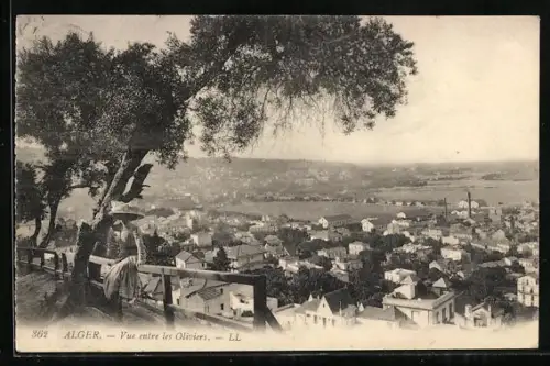 AK Alger, Vue entre les Oliviers