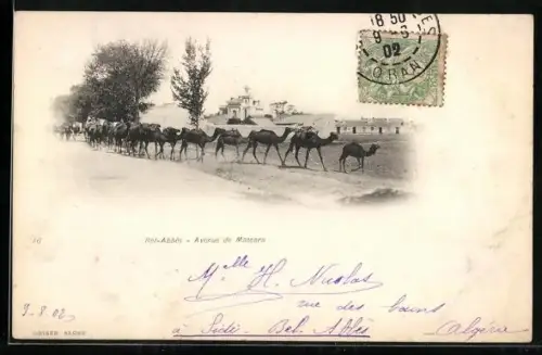 AK Bel-Abbès, Avenue de Mascara