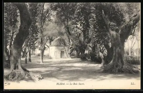 AK Blida, Le Bois Sacré
