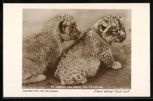 AK Filmszene aus Tiere sehen Dich an!, Leopardenjunge