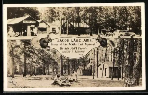 AK Jacob Lake, AZ, Home of the White Tail Squirrel, Kaibab National Forest