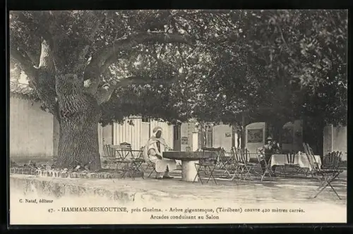 AK Hammam-Meskoutine, Arbre gigantesque, (Térébent), Arcades conduisant au Salon
