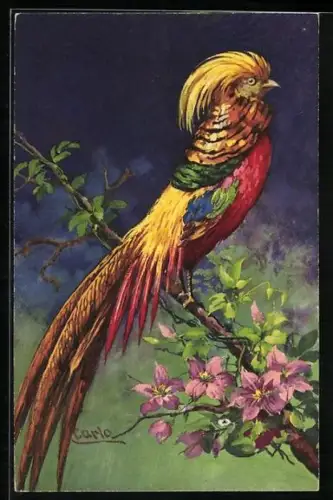 Künstler-AK Carlo Chiostri: Vogel mit buntem Gefieder auf einem Ast sitzend