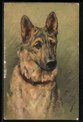 Künstler-AK Portrait eines älteren Schäferhundes