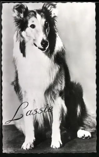 AK Filmszene aus Lassie