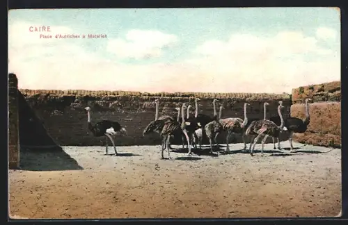 AK Caire, Place d`Autriches à Matarieh