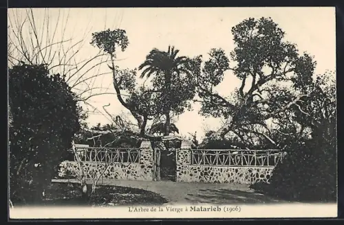 AK Matarieh, L`Arbre de la Vierge, 1906