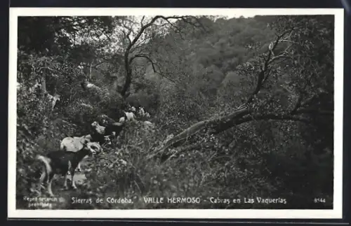 AK Valle Hermoso, Cabras en Las Vaquerias