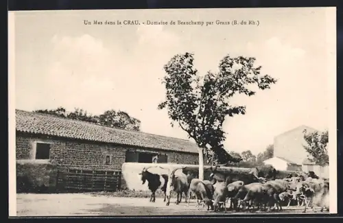 AK Grans /B.-du-Rh., Un Mas dans la Crau, Domaine de Beauchamp