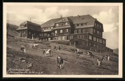 AK Hampelbaude /Riesengebirge, Kühe auf der Weide