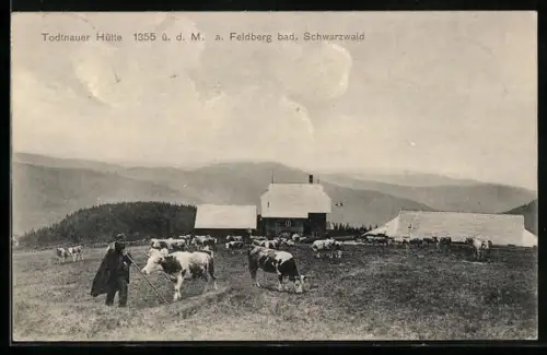 AK Todtnauer Hütte am Feldberg und Hirte mit Kühen