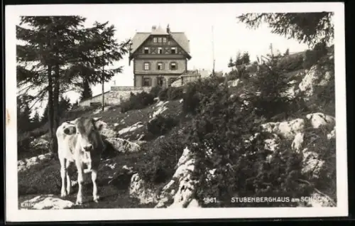 AK Stubenberghaus am Schlöckl mit Kuh
