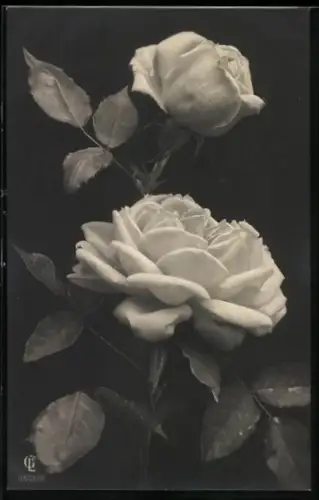 Foto-AK GL Co Nr. 2606/6: Zwei weisse Rosen