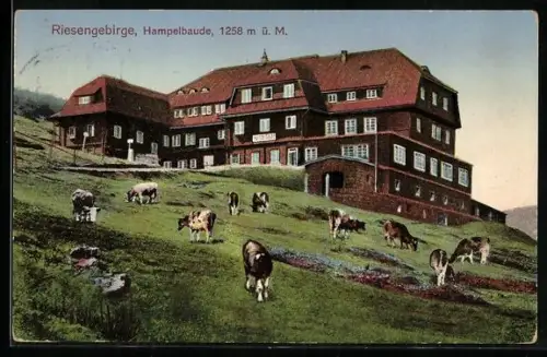 AK Hampelbaude /Riesengebirge, Kuhweide vor der Berghütte