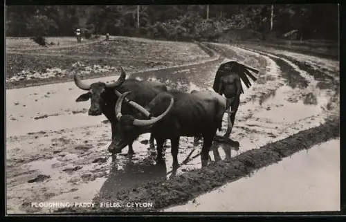 AK Paddy Fields, Ceylon, Pflügender Bauer mit Ochsen-Gespann