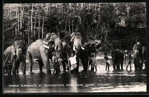 AK Ceylon / Sri Lanka, Temple Elephants at Katugastota River near Kandy, Elefanten im Fluss