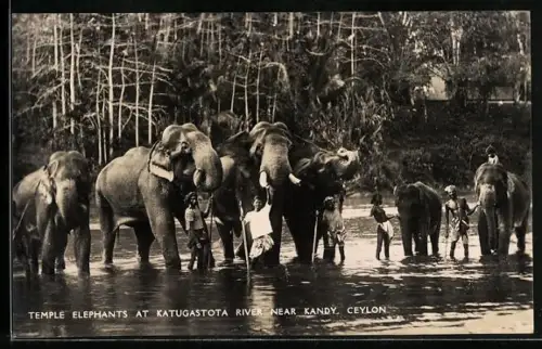 AK Ceylon / Sri Lanka, Temple Elephants at Katugastota River near Kandy, Elefanten im Fluss