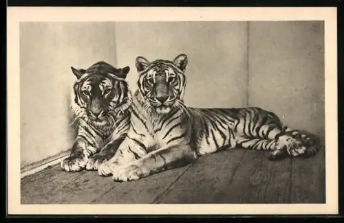 AK Wien-Schönbrunn, Menagerie, Südasiatische Königstiger