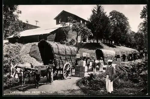 AK Ceylon, Carting Tea from Factory, Tee-Plantage