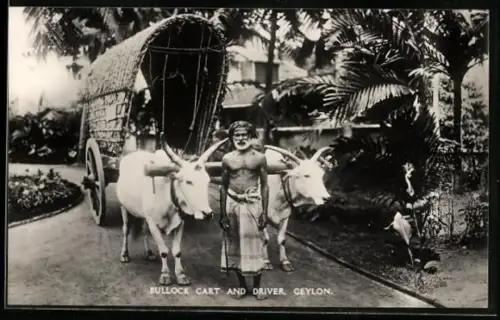 AK Ochsengespann in Ceylon