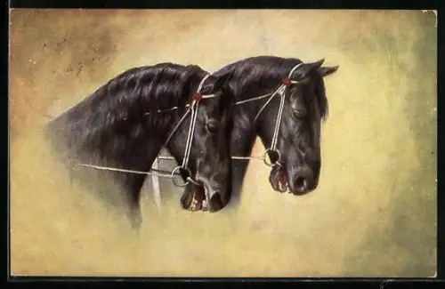 AK Zwei Rappen mit Zaumzeug, Schwarze Pferde