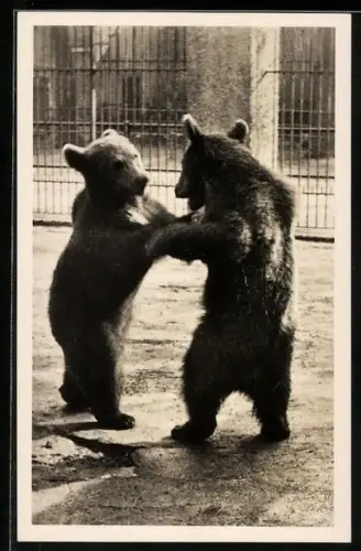 AK Schönbrunn, Braunbären Max und Moritz im Tiergarten