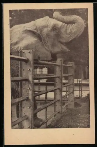 AK Wien-Schönbrunn, Afrikanischer Elefant im Zoo