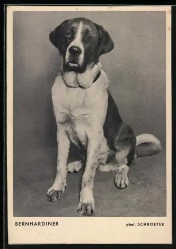 AK Portrait eines Bernhardiners
