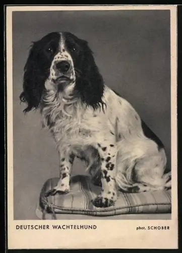 AK Deutscher Wachtelhund auf einem Kissen