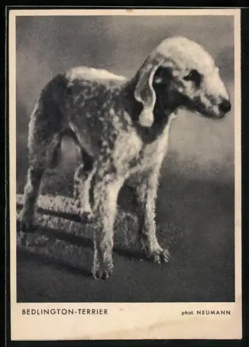 AK Portrait eines jungen Bedlington-Terriers