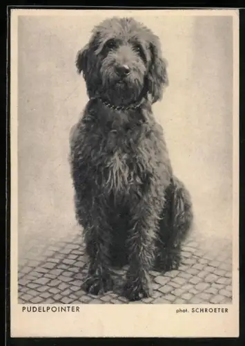 AK Portrait eines Pudelpointers
