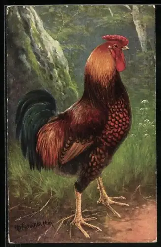 AK Rassegeflügel, Hahn mit rotem Gefieder