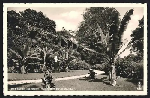 AK Mainau /Bodensee, Musengarten mit Bananenhain